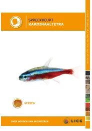 Download de kardinaaltetra spreekbeurt - Kids - Licg