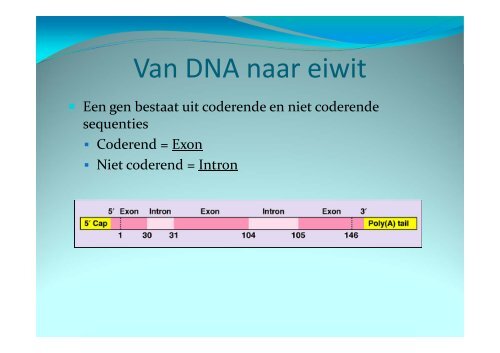 Mutatieanalyse voor longcarcinoom patienten Nils 't Hart ... - VAP