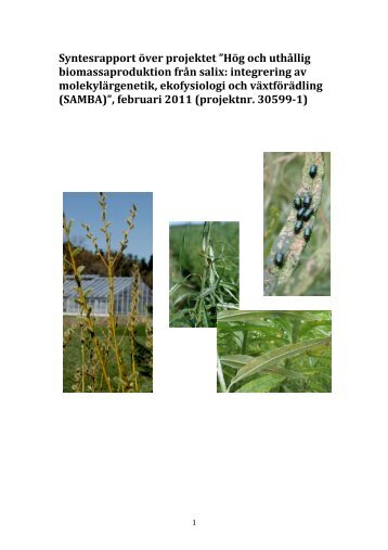 feb 2011 - SAMBA Salix Molecular Breeding Activities