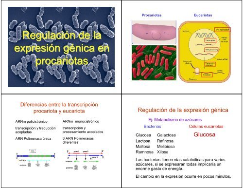 Regulación de la expresión génica en procariotas