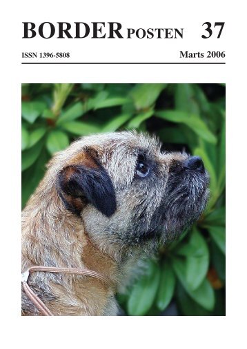 BORDERPOSTEN 37 - Border terriers i DTK