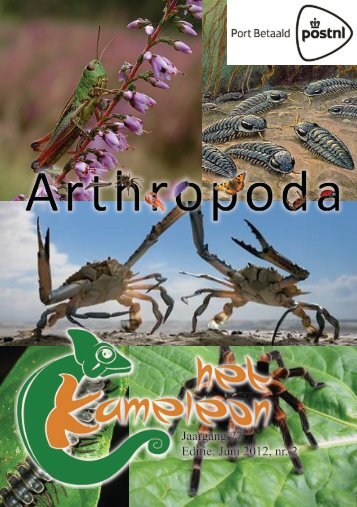 Arthropoda