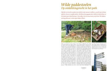 Wilde paddestoelen - Casa Foresta