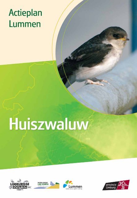 Lummen - huiszwaluw - Provincie Limburg