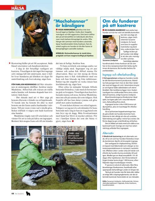 Kärlekskranka hanhundar (Härliga Hund) - Tilvemo