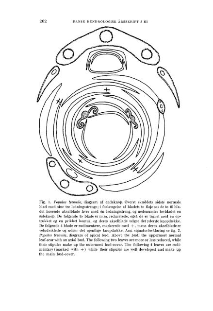 Volume 3,3 (1973) - Dansk Dendrologisk Forening