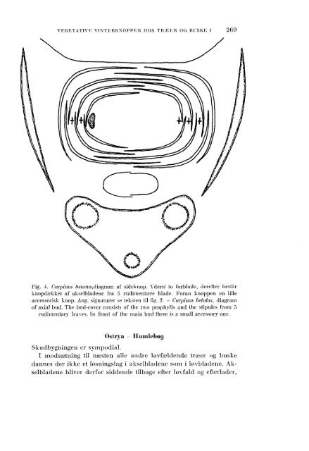 Volume 3,3 (1973) - Dansk Dendrologisk Forening