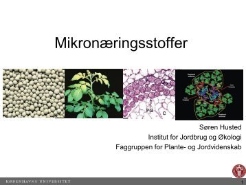 Præsentation om mikronæringsstoffer og chelater