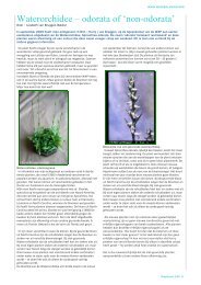 Waterorchidee – odorata of - Werkgroep Aquatische Planten