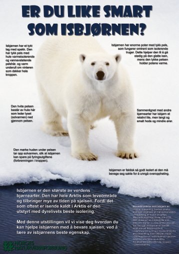 Isbjørnen er den største av verdens bjørnearter. Den har hele Arktis ...
