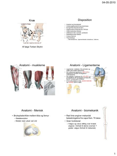 Ligamenterne Anatomi - Menisk Anatomi - biomekanik
