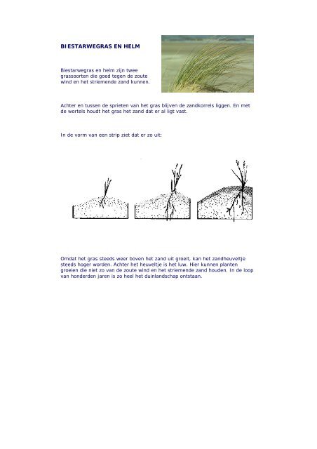 Het ontstaan van de duinen - Kustgids.nl