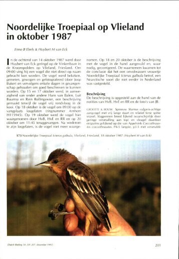 Noordelijke Troepiaal op Vlieland in oktober 1987 - Dutch Birding