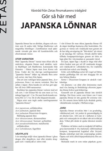 JAPANSKA LÖNNAR - Zetas