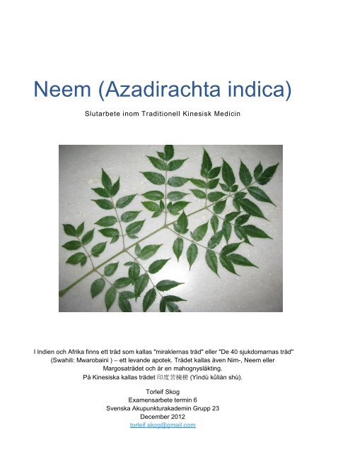 Neem Azadirachta Indica Akupunkturakademin