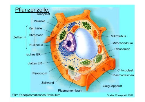 Die Pflanzenzelle