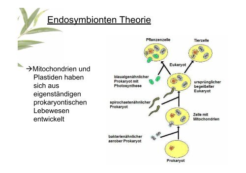 Die Pflanzenzelle