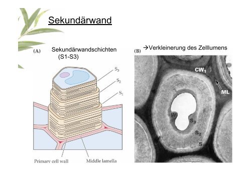 Die Pflanzenzelle