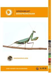 Download de bidsprinkhaan spreekbeurt - Kids - LICG