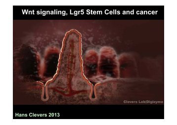 Wnt signaling, Lgr5 Stem Cells and cancer - Clara