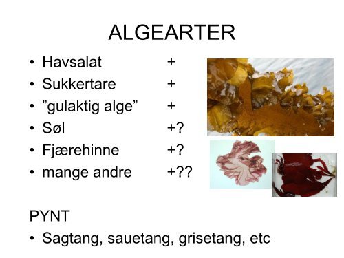 HAVSALAT fra Frode Ljosdal - BluePlanet AS