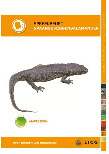 Download de spaanse ribbensalamander spreekbeurt - Kids - Licg