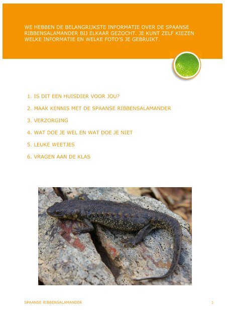 Download de spaanse ribbensalamander spreekbeurt - Kids - Licg