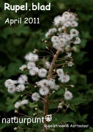 Rupel.blad - Natuur in Aartselaar