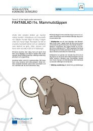 FAKTABLAD I14. Mammutstäppen