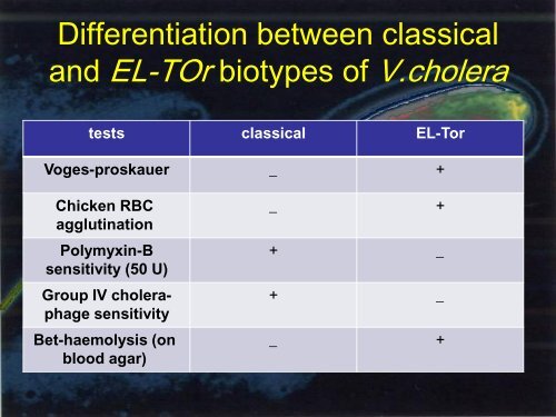 Vibrio cholerae