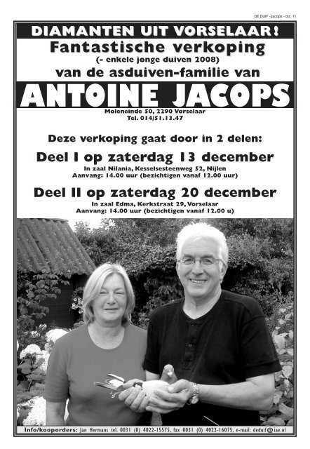 enkele jonge duiven 2008 - antoine jacops pigeons