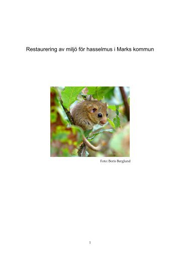 2009. Restaurering av miljö för hasselmus i Marks kommun - Biodivers