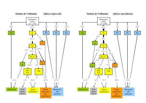 Comparaison des patterns de floraison et de pollinisation et ...