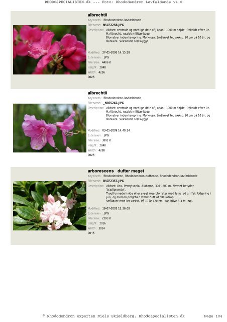 Rhododendron, løvfældende - Rhodospecialisten.dk