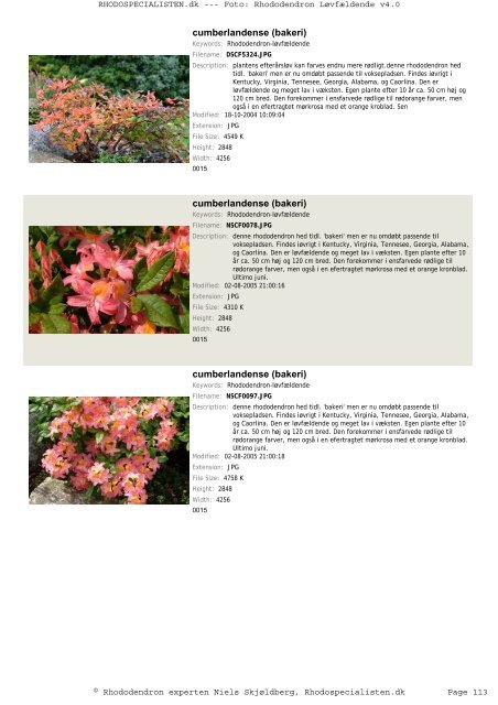 Rhododendron, løvfældende - Rhodospecialisten.dk