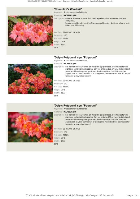 Rhododendron, løvfældende - Rhodospecialisten.dk