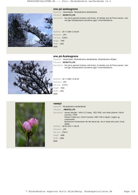 Rhododendron, løvfældende - Rhodospecialisten.dk