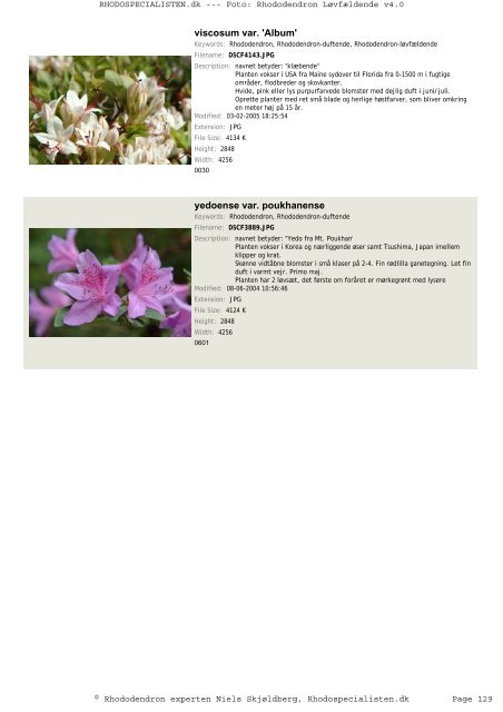 Rhododendron, løvfældende - Rhodospecialisten.dk