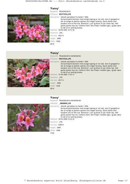 Rhododendron, løvfældende - Rhodospecialisten.dk