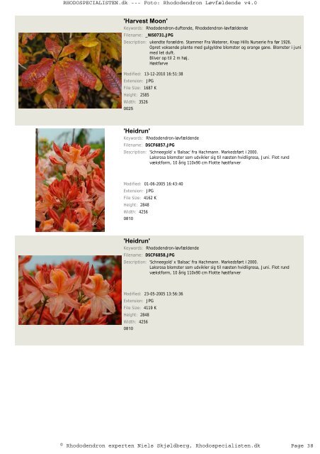 Rhododendron, løvfældende - Rhodospecialisten.dk