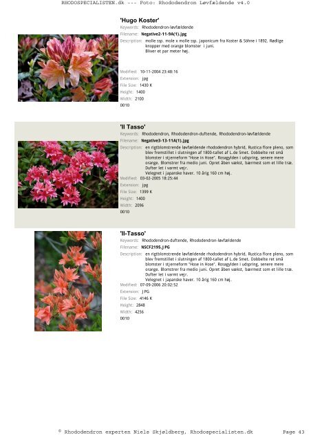 Rhododendron, løvfældende - Rhodospecialisten.dk