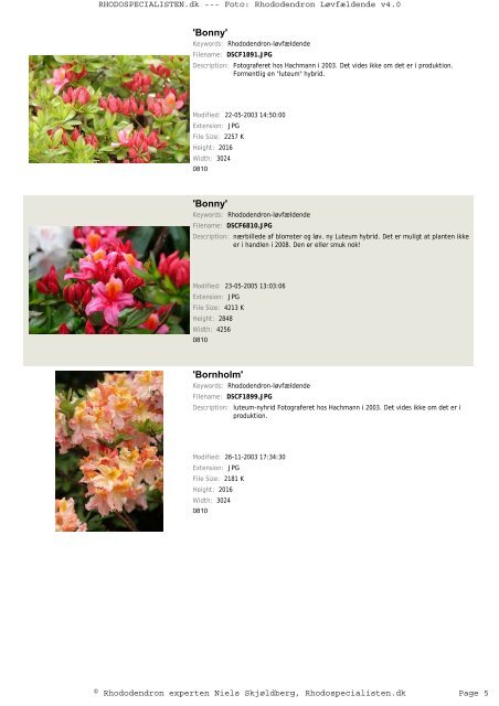 Rhododendron, løvfældende - Rhodospecialisten.dk