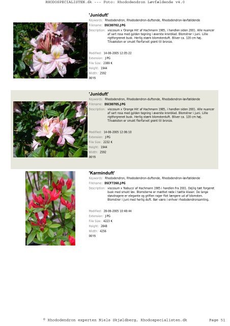 Rhododendron, løvfældende - Rhodospecialisten.dk