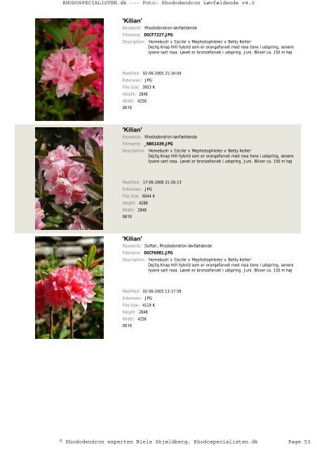 Rhododendron, løvfældende - Rhodospecialisten.dk