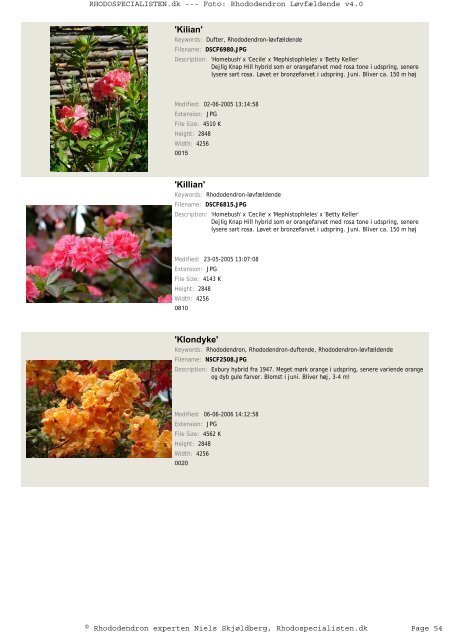 Rhododendron, løvfældende - Rhodospecialisten.dk