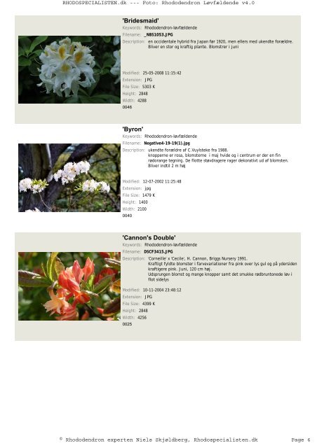 Rhododendron, løvfældende - Rhodospecialisten.dk