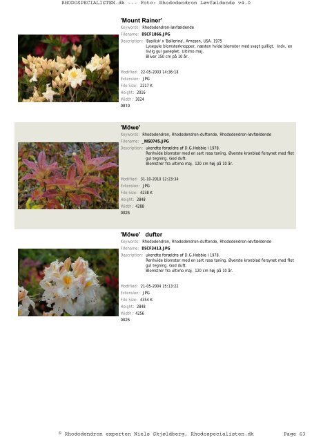 Rhododendron, løvfældende - Rhodospecialisten.dk