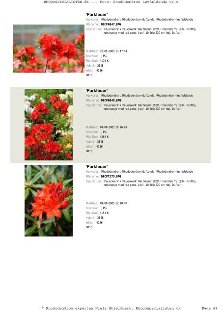 Rhododendron, løvfældende - Rhodospecialisten.dk