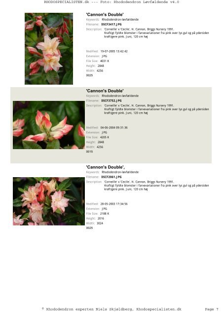 Rhododendron, løvfældende - Rhodospecialisten.dk