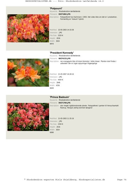 Rhododendron, løvfældende - Rhodospecialisten.dk